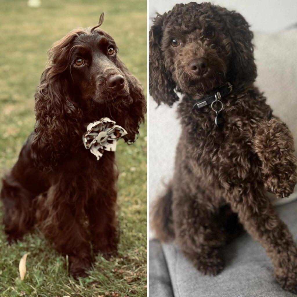 Cockerpoo Cockapoo