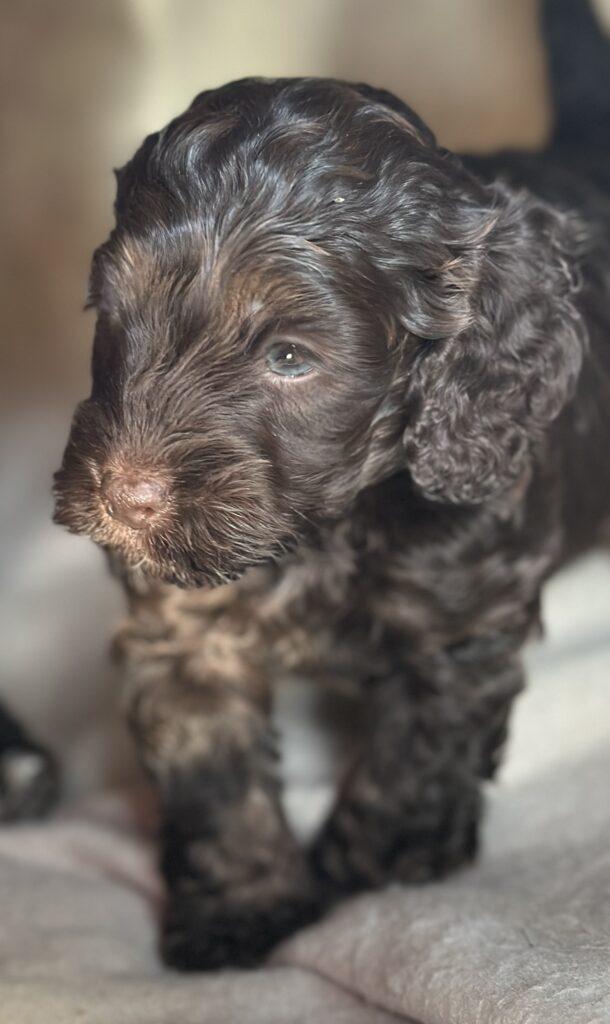 Cockapoo